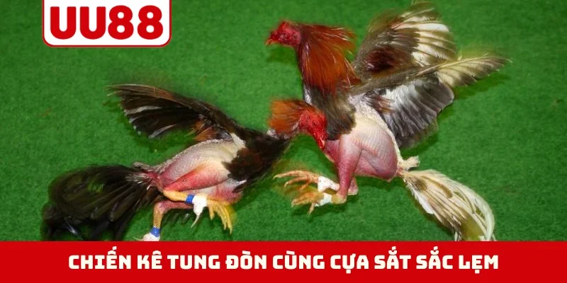 Chiến kê tung đòn cùng cựa sắt sắc lẹm