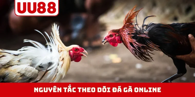 Nguyên tắc theo dõi đá gà online