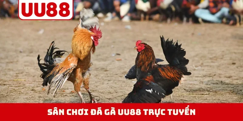 Sân chơi đá gà UU88 trực tuyến